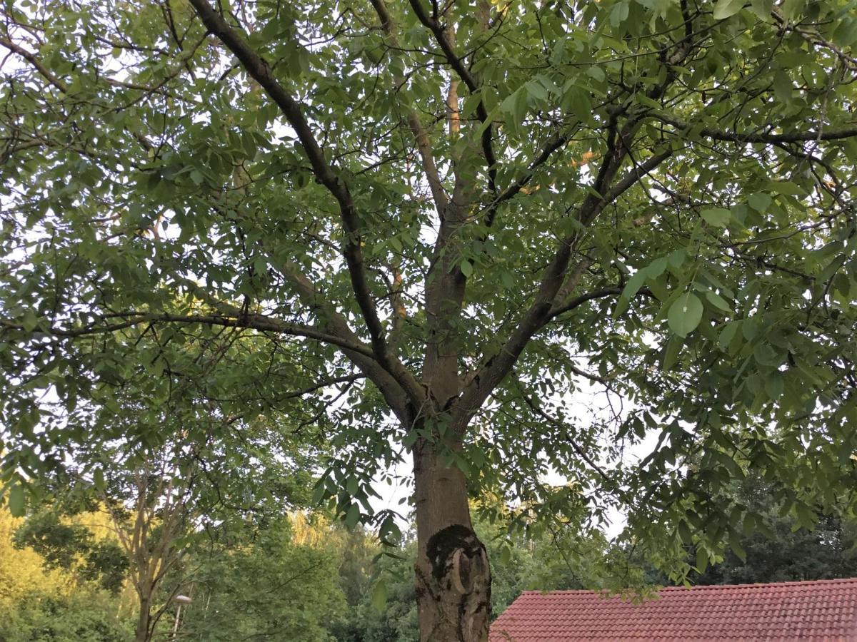 Couette-café Op 't Eikenschoor Soerendonk